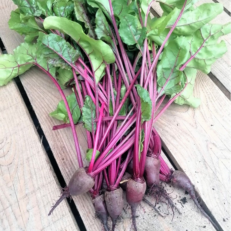 Botwinka (pęczek ok. 350 g) - Cztery Strony Ciszy - ogród naturalny Monika Siedlecka Botwinka (pęczek ok. 350 g) - Cztery Strony Ciszy - ogród naturalny Monika Siedlecka