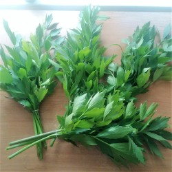 Lubczyk (pęczek ok. 50 g) - Cztery Strony Ciszy - ogród naturalny Monika Siedlecka