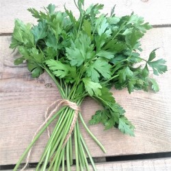 Natka pietruszki (pęczek ok. 50 g) - Cztery Strony Ciszy - ogród naturalny Monika Siedlecka