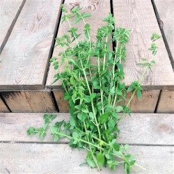Oregano (pęczek ok. 50 g) - Cztery Strony Ciszy - ogród naturalny Monika Siedlecka