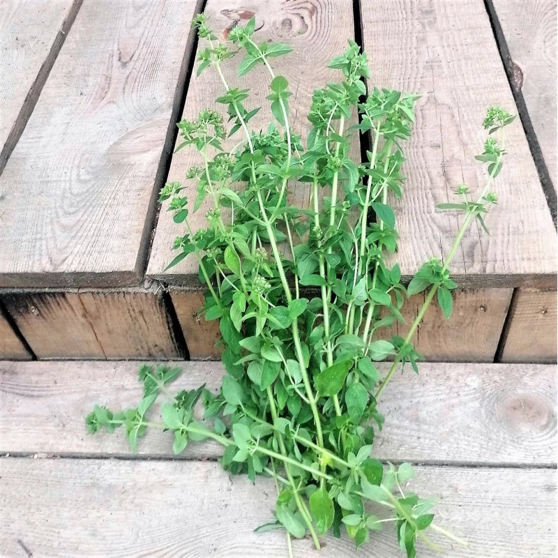 Oregano (pęczek ok. 50 g) - Cztery Strony Ciszy - ogród naturalny Monika Siedlecka