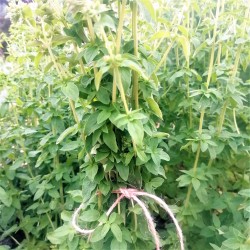 Oregano (pęczek ok. 50 g) - Cztery Strony Ciszy - ogród naturalny Monika Siedlecka