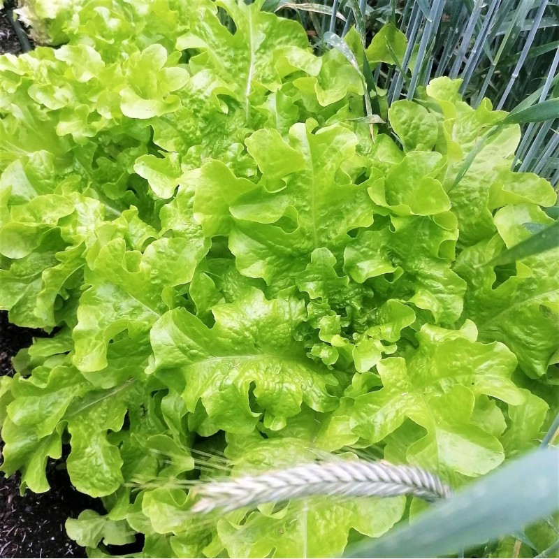 Sałata dębowa (200 g) - Cztery Strony Ciszy - ogród naturalny Monika Siedlecka