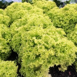 Sałata karbowana (200 g) - Cztery Strony Ciszy - ogród naturalny Monika Siedlecka
