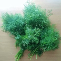 Świeży koperek (pęczek ok. 50 g) - Cztery Strony Ciszy - ogród naturalny Monika Siedlecka