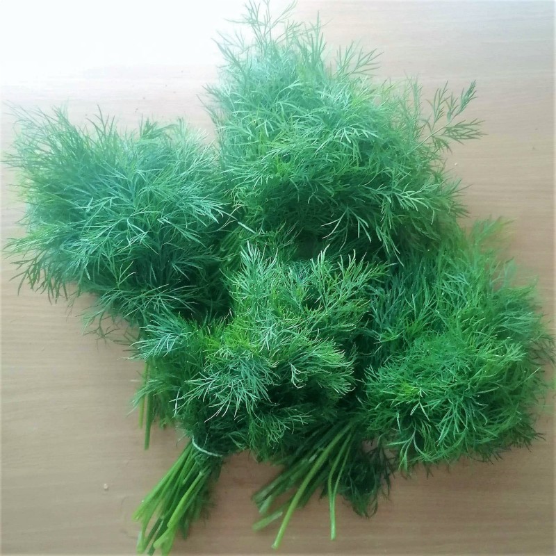 Świeży koperek (pęczek ok. 50 g) - Cztery Strony Ciszy - ogród naturalny Monika Siedlecka