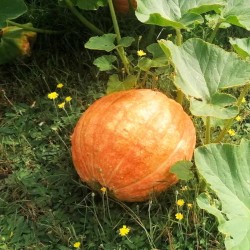 Dynia olbrzymia pomarańczowa (ok. 4 kg) - Cztery Strony Ciszy - ogród naturalny Monika Siedlecka