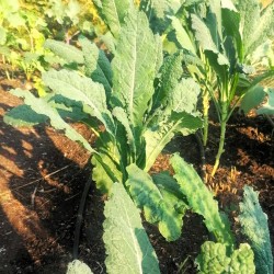 Jarmuż Nero di Toscana (200 g) - Cztery Strony Ciszy - ogród naturalny Monika Siedlecka