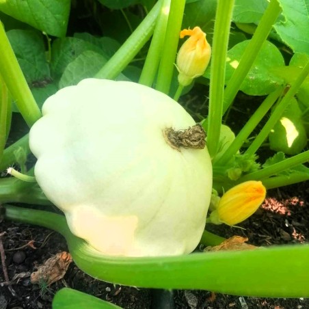 Patison (ok. 0,9 kg) - Cztery Strony Ciszy - ogród naturalny Monika Siedlecka