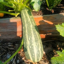 Cukinia mix kolorów (ok. 1 kg) - Cztery Strony Ciszy - ogród naturalny Monika Siedlecka
