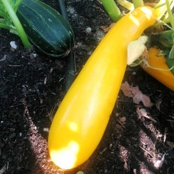 Cukinia mix kolorów (ok. 1 kg) - Cztery Strony Ciszy - ogród naturalny Monika Siedlecka