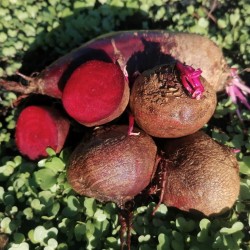 Buraki (1 kg) - Cztery Strony Ciszy - ogród naturalny Monika Siedlecka