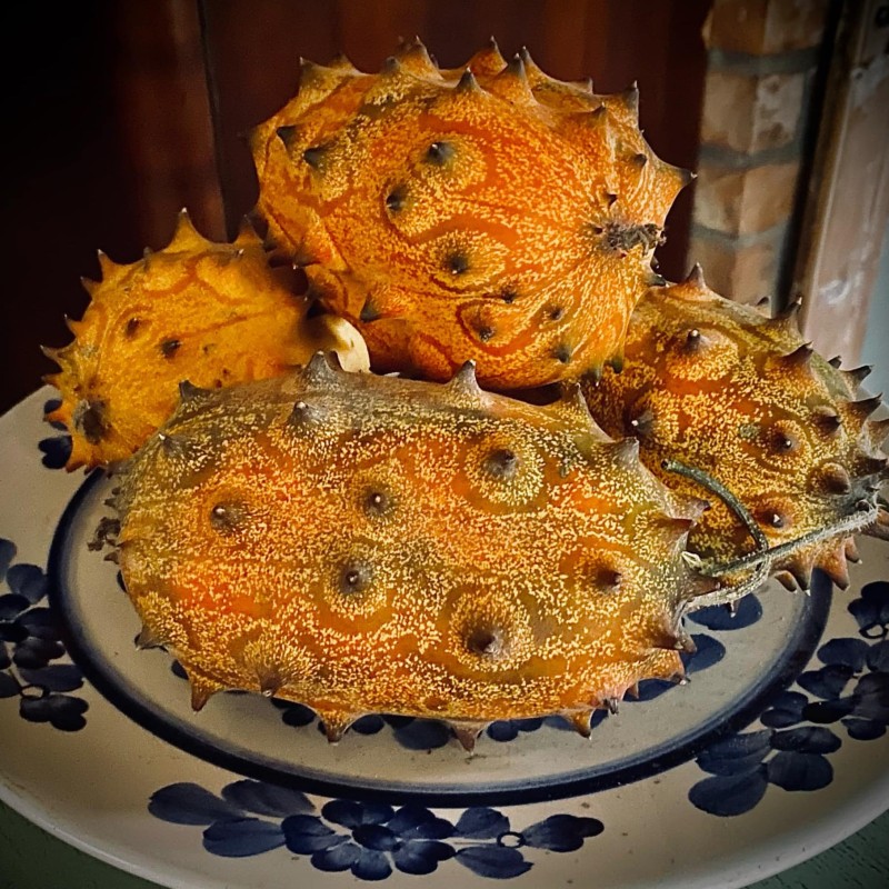 Kiwano- ogórek afrykański (450g) - Cztery Strony Ciszy - ogród naturalny Monika Siedlecka