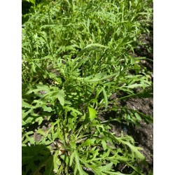 Świeża Rukola (100 g) - Cztery Strony Ciszy - ogród naturalny Monika Siedlecka