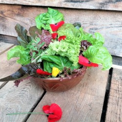Mix Sałat z roszponką (200 g) - Cztery Strony Ciszy - ogród naturalny Monika Siedlecka